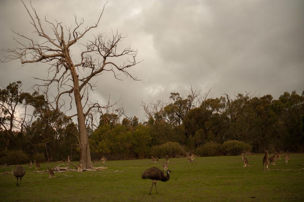 Boroka Downs Villa Halls Gap Exterior photo