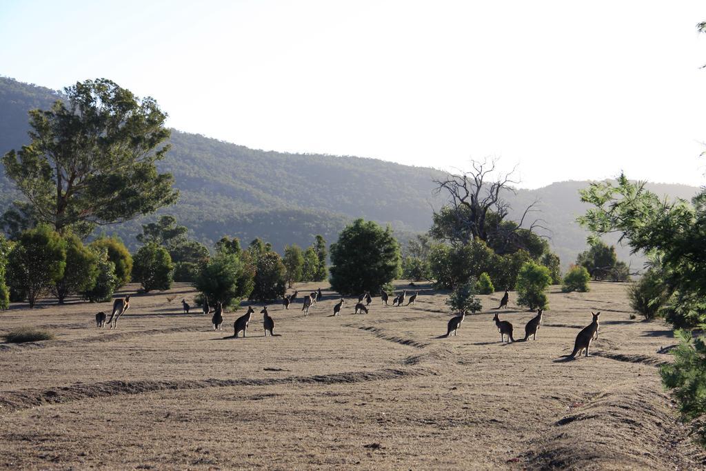 Boroka Downs Villa Halls Gap Exterior photo