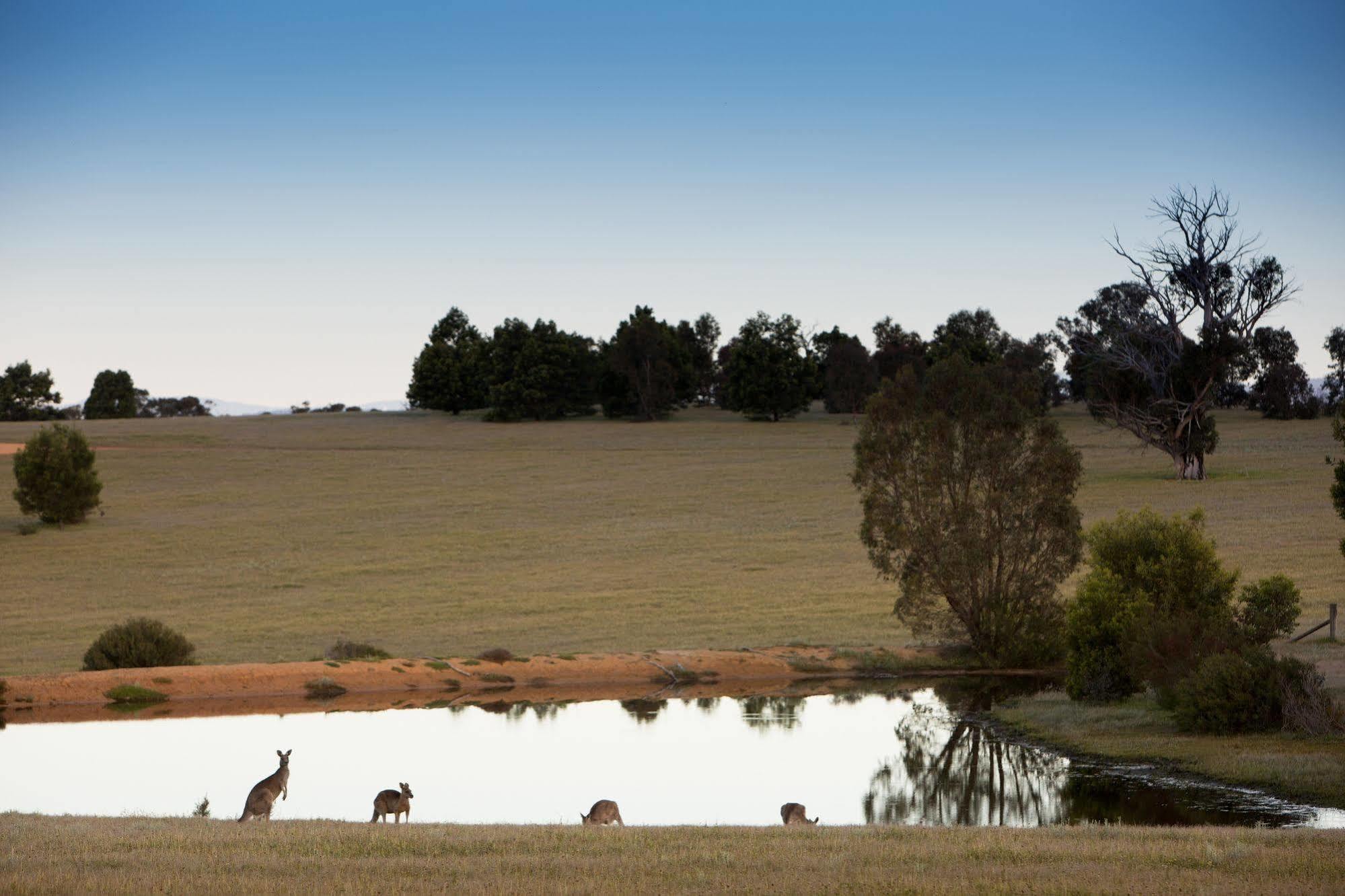 Boroka Downs Villa Halls Gap Exterior photo