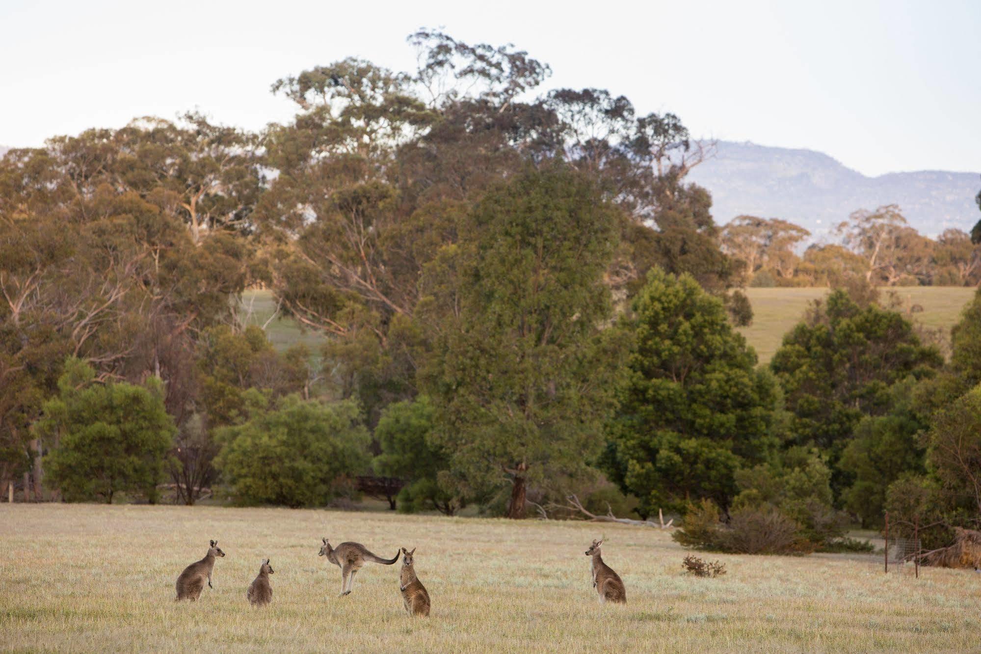 Boroka Downs Villa Halls Gap Exterior photo
