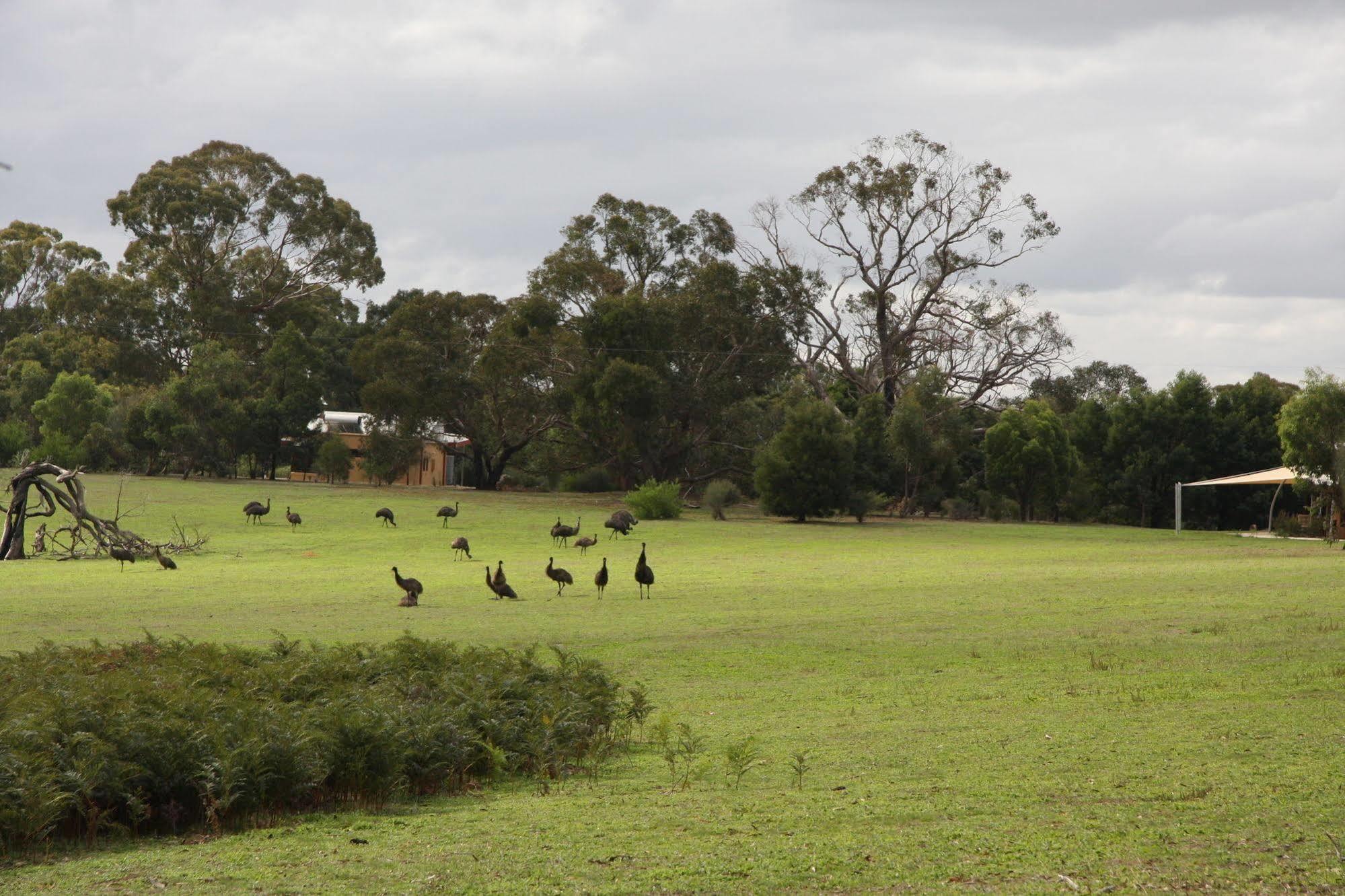 Boroka Downs Villa Halls Gap Exterior photo